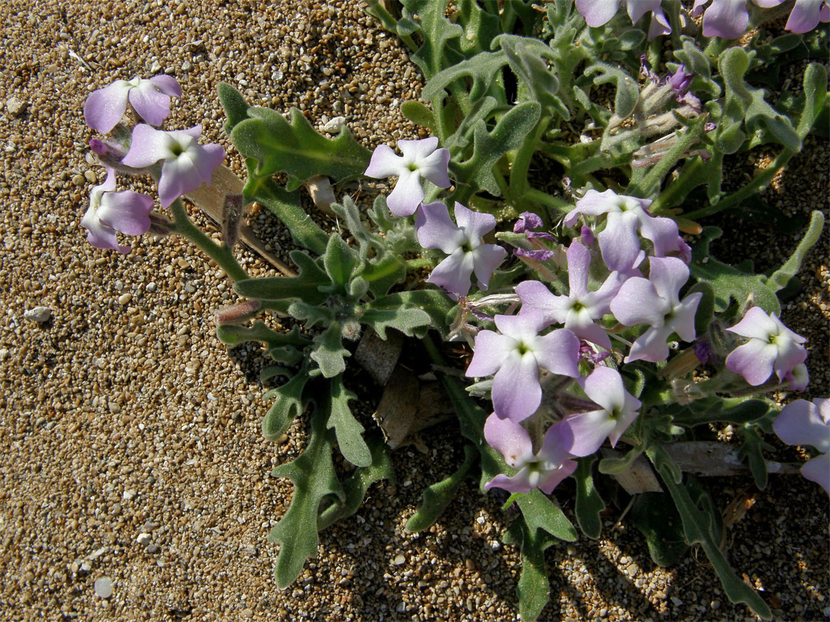 Fiala trojrohá (Matthiola tricuspitata (L.) R. Br.)