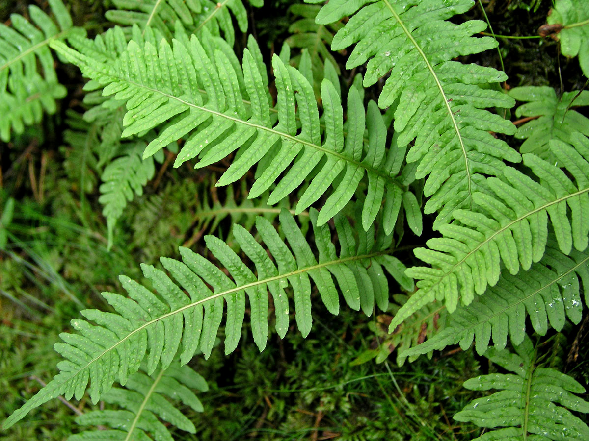 Osladič obecný (Polypodium vulgare L.)