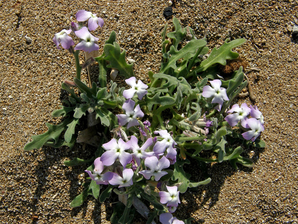 Fiala trojrohá (Matthiola tricuspitata (L.) R. Br.)