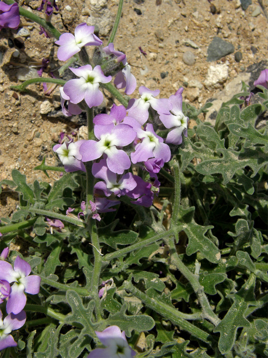 Fiala trojrohá (Matthiola tricuspitata (L.) R. Br.)