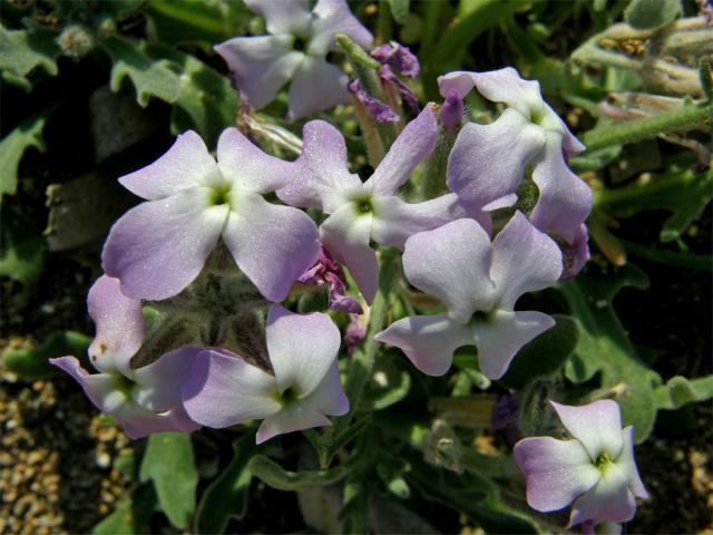 Fiala trojrohá (Matthiola tricuspitata (L.) R. Br.)