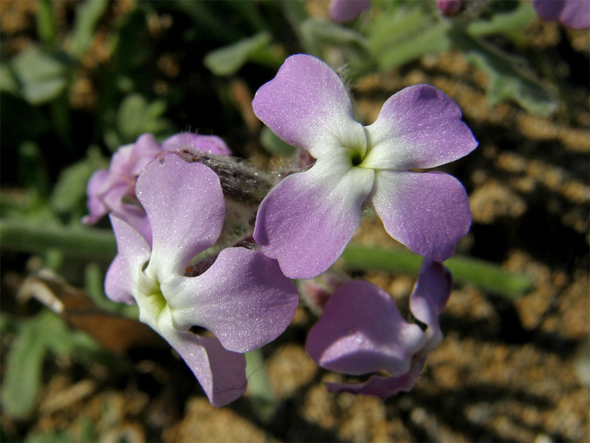 Fiala trojrohá (Matthiola tricuspitata (L.) R. Br.)