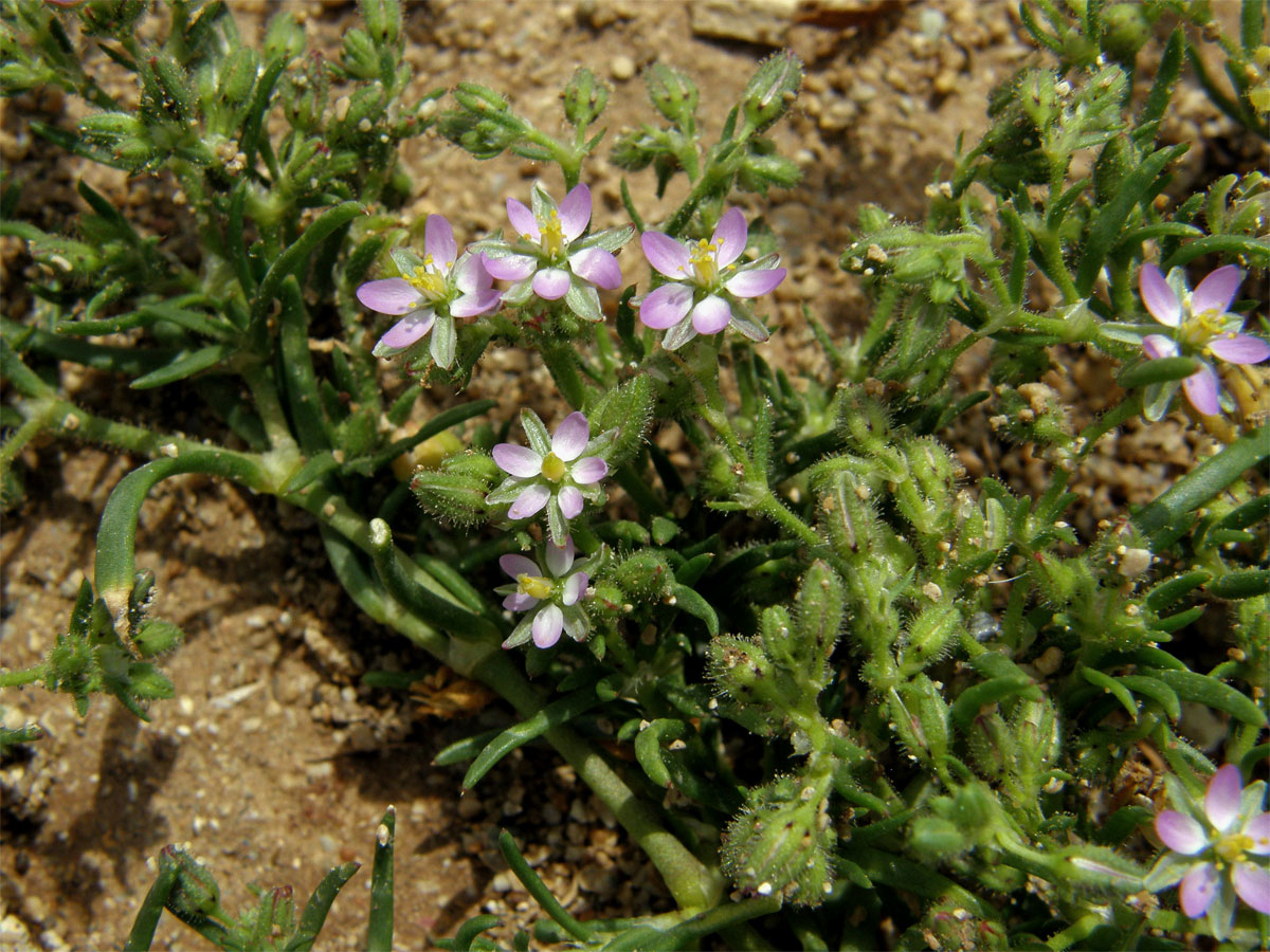 Kuřinka (Spergularia bocconei (Scheele) Asch. et Graebn.)