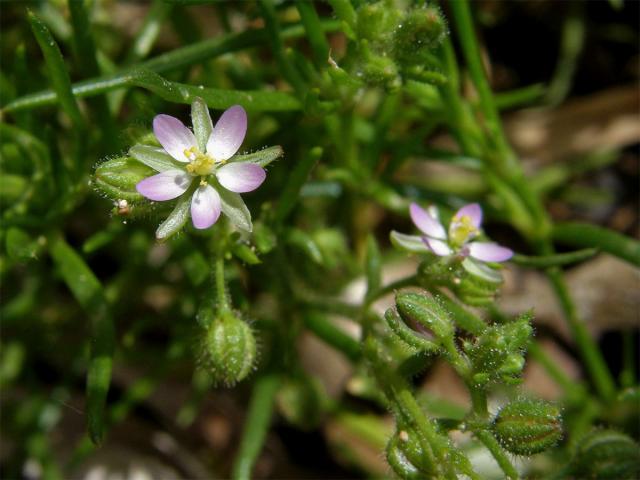 Kuřinka (Spergularia bocconei (Scheele) Asch. et Graebn.)