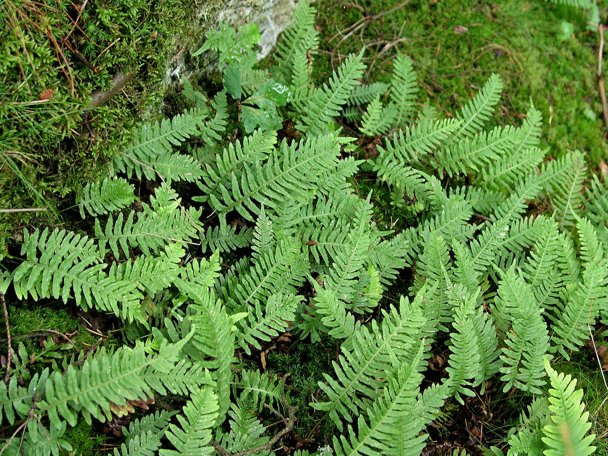 Osladič obecný (Polypodium vulgare L.)