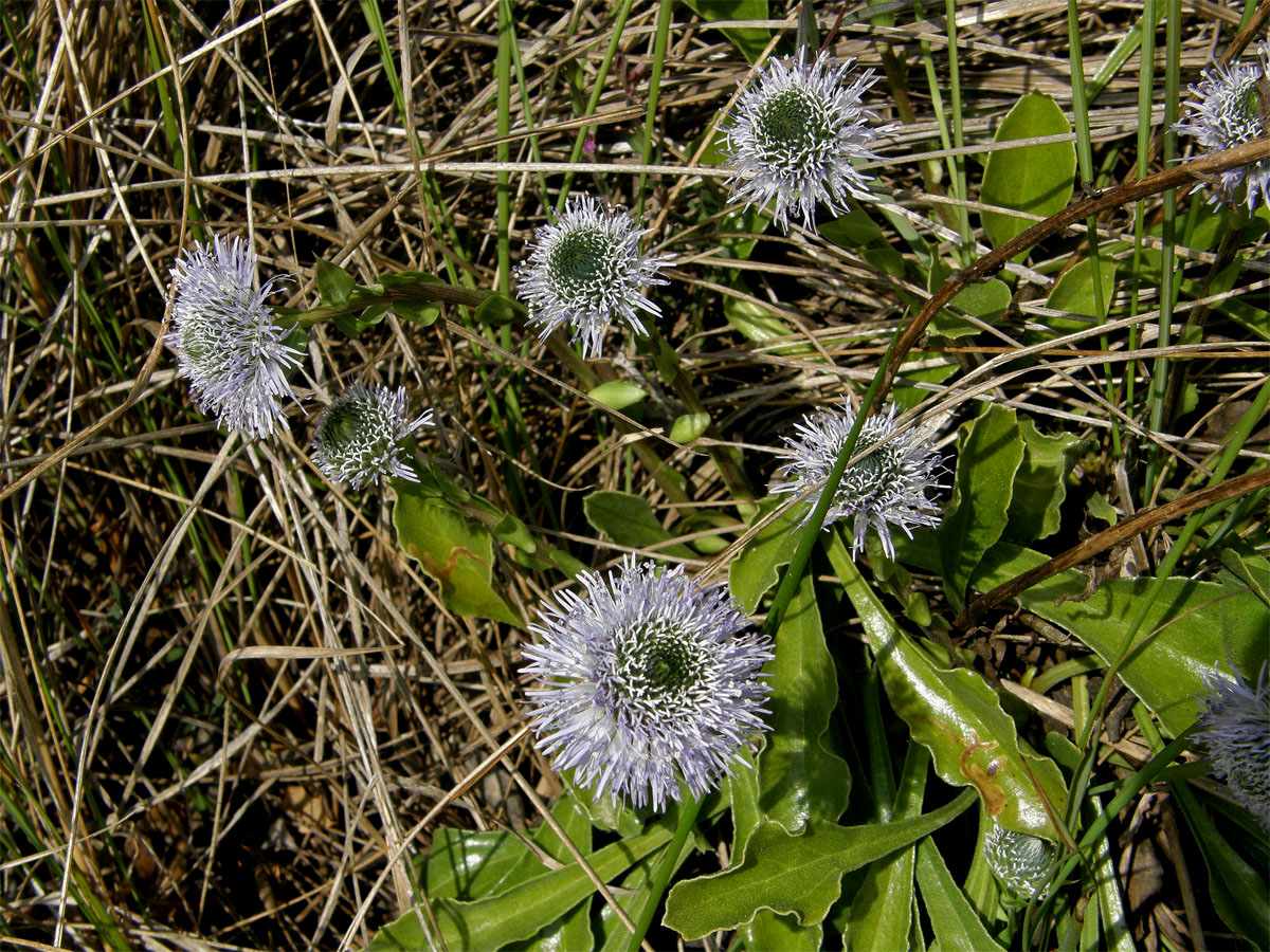 Koulenka prodloužená (Globularia bisnagarica L.)