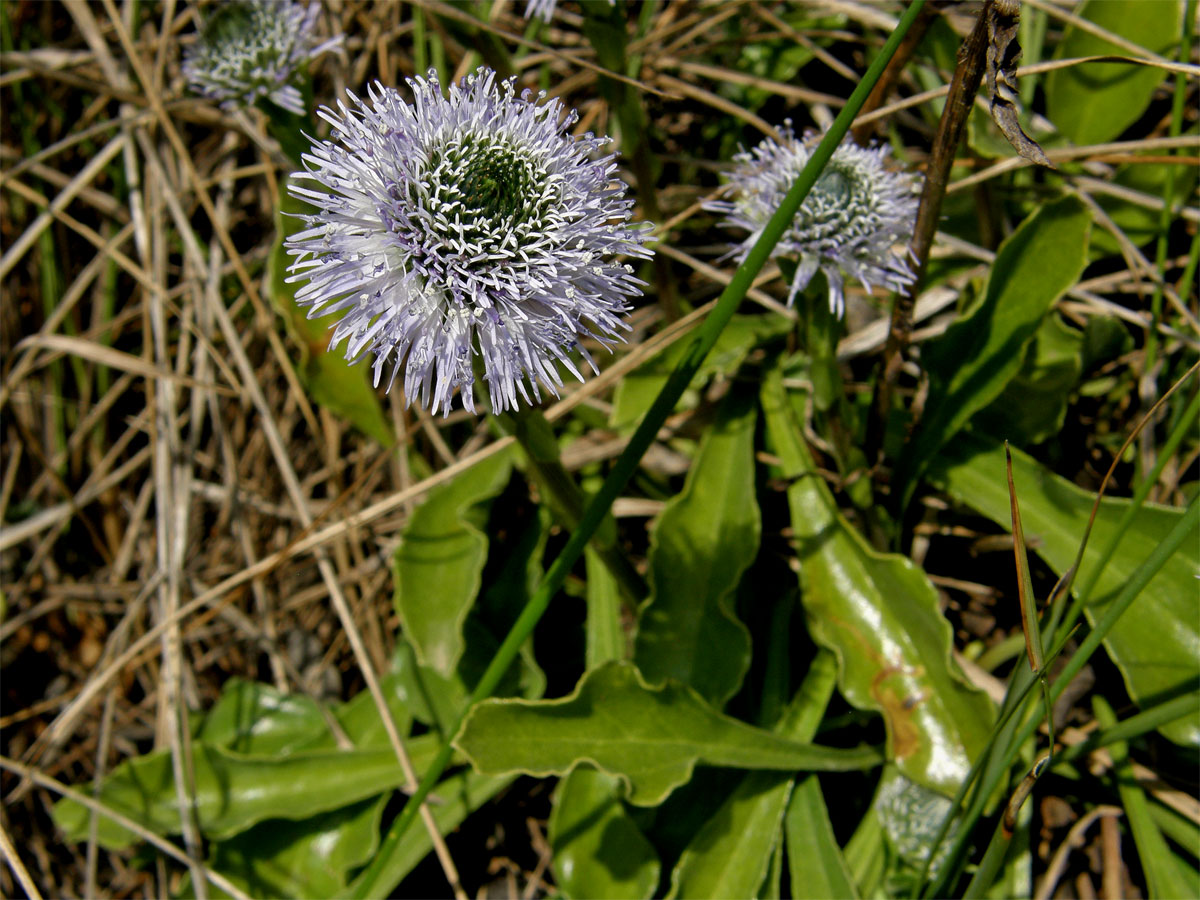 Koulenka prodloužená (Globularia bisnagarica L.)