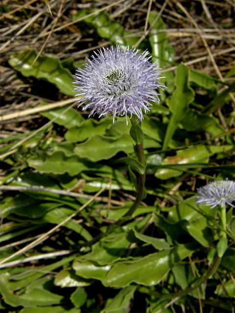 Koulenka prodloužená (Globularia bisnagarica L.)