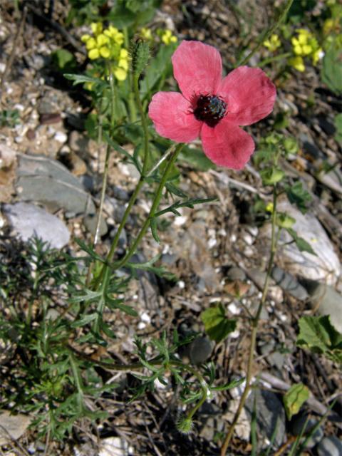 Mák (Papaver hybridum L.)