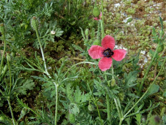 Mák (Papaver hybridum L.)