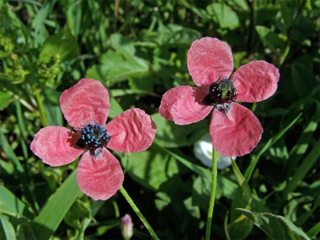 Mák (Papaver hybridum L.)