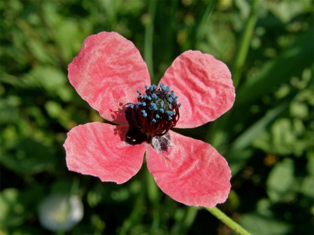 Mák (Papaver hybridum L.)