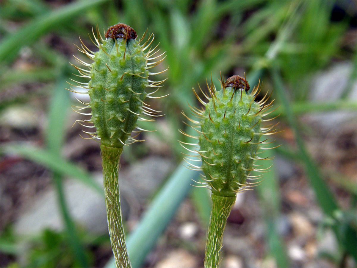 Mák (Papaver hybridum L.)