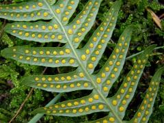 Osladič obecný (Polypodium vulgare L.)