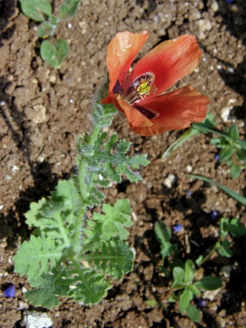 Rohatec růžkatý (Glaucium corniculatum (L.) Rudolph.)