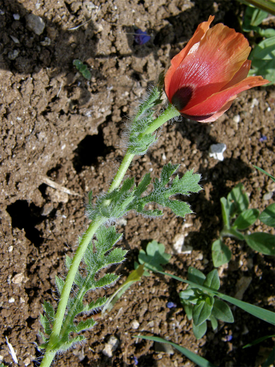 Rohatec růžkatý (Glaucium corniculatum (L.) Rudolph.)