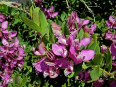 Vítod myrtolistý (Polygala myrtifolia L.)