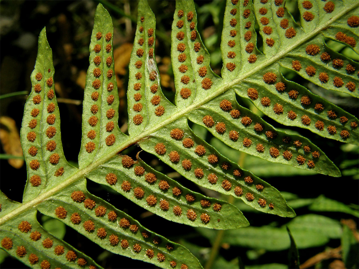 Osladič obecný (Polypodium vulgare L.)