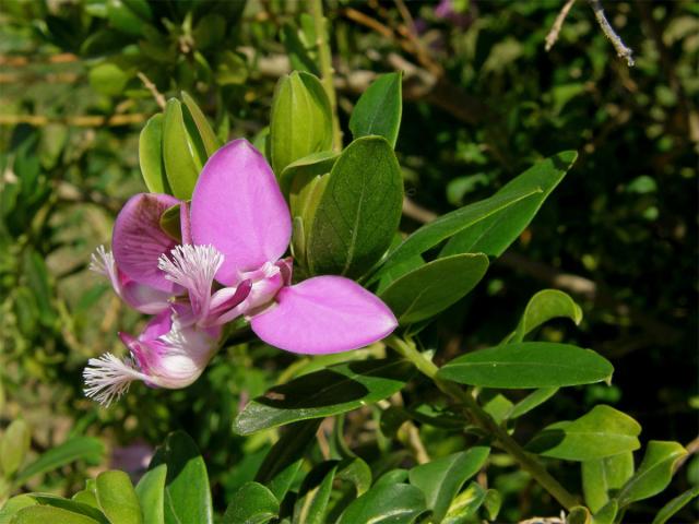 Vítod myrtolistý (Polygala myrtifolia L.)