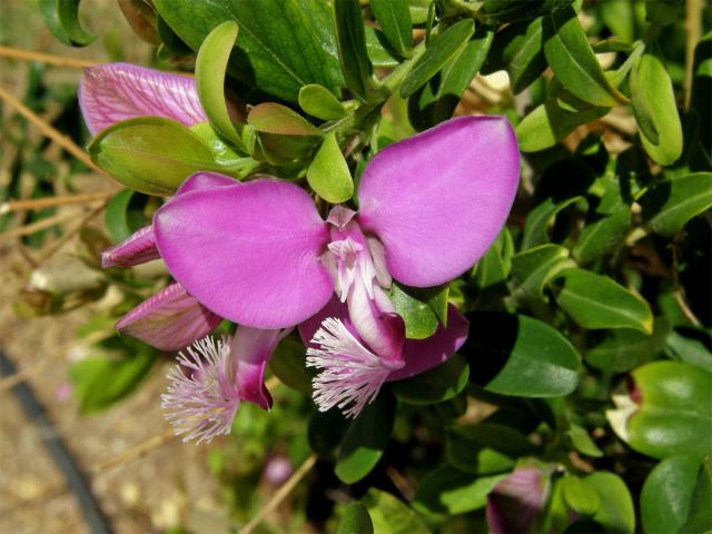 Vítod myrtolistý (Polygala myrtifolia L.)