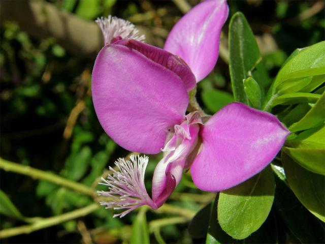 Vítod myrtolistý (Polygala myrtifolia L.)