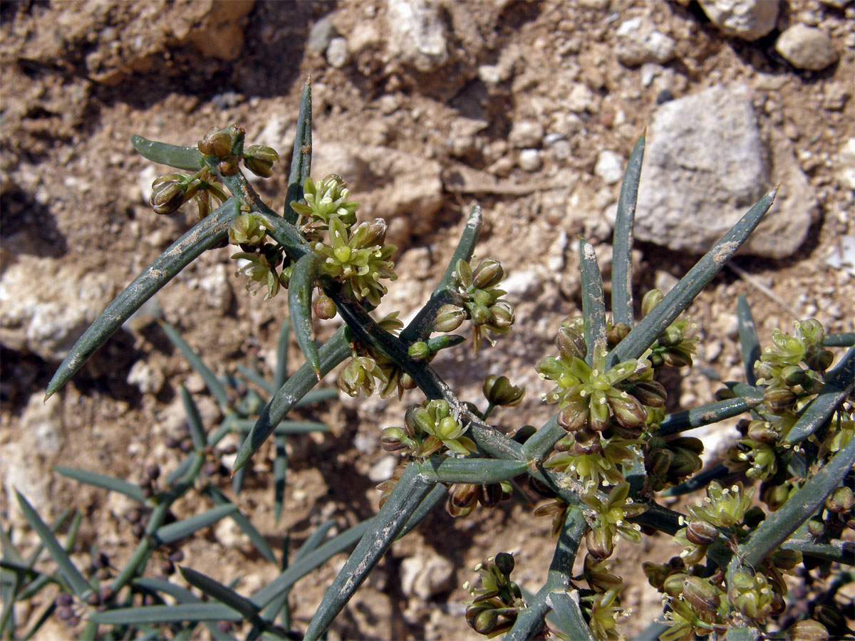 Chřest (Asparagus stipularis Forssk.)