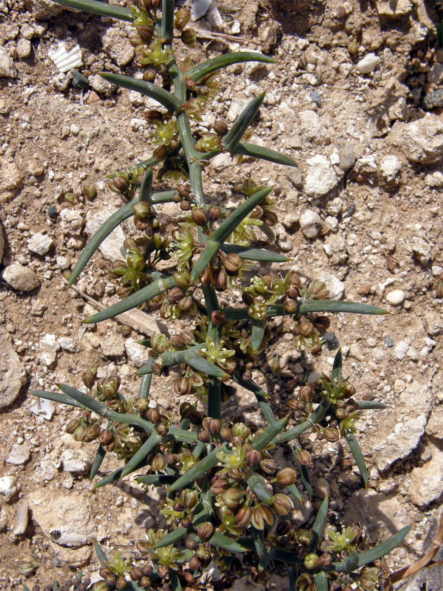 Chřest (Asparagus stipularis Forssk.)