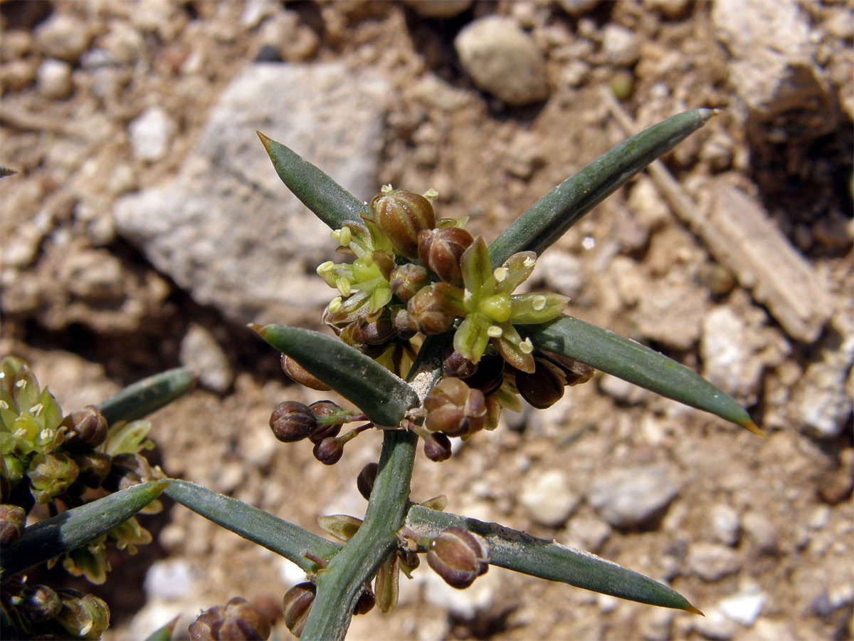 Chřest (Asparagus stipularis Forssk.)