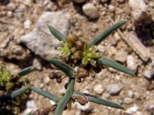 Chřest (Asparagus stipularis Forssk.)