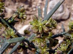 Chřest (Asparagus stipularis Forssk.)