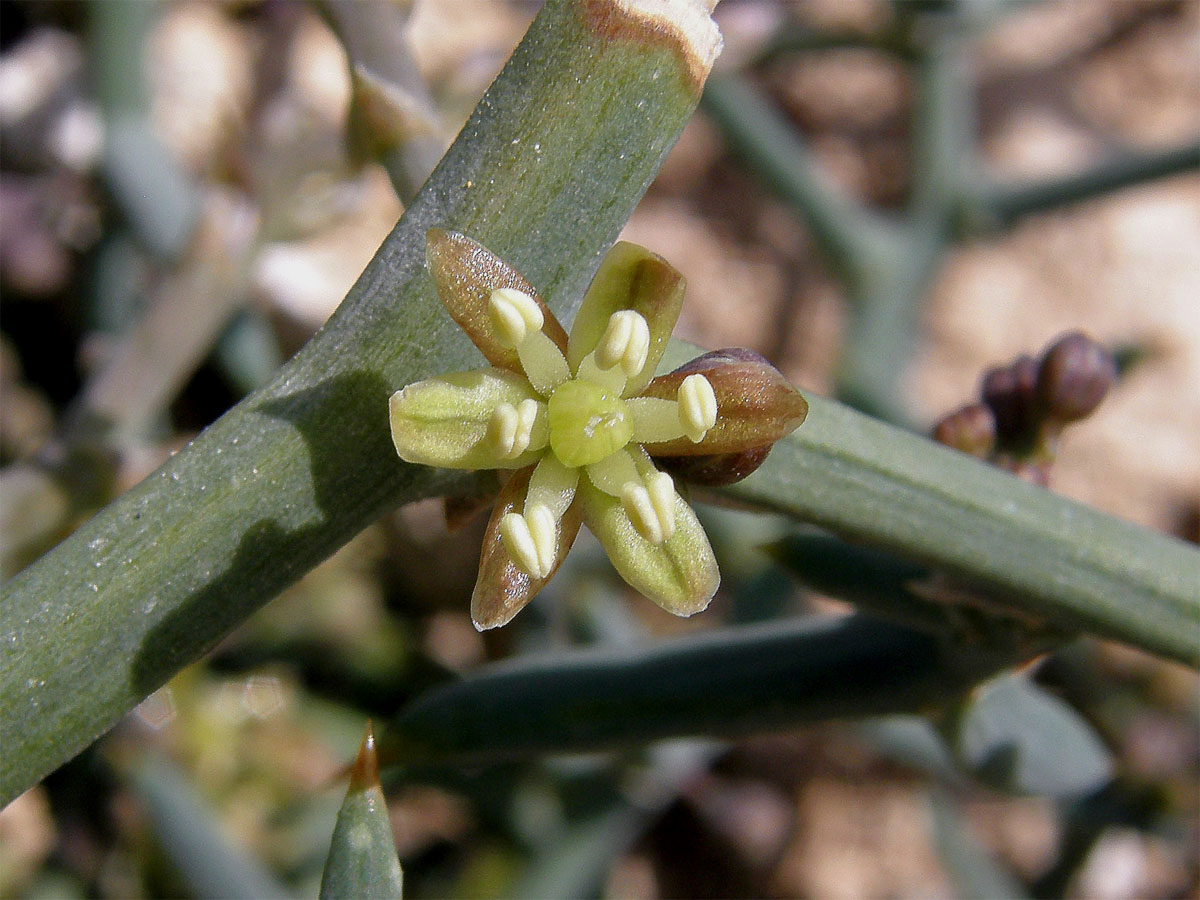 Chřest (Asparagus stipularis Forssk.)