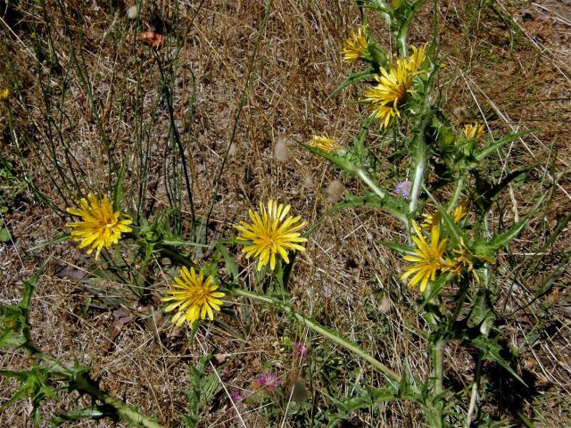 Drahušice drobnokvětá (Scolymus hispanicus L.)