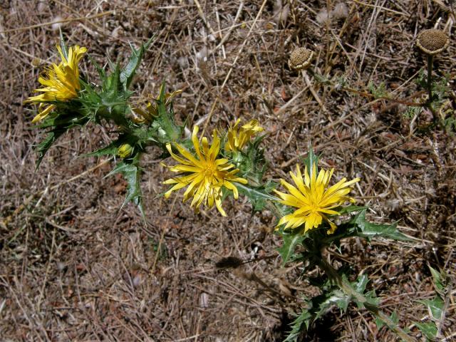 Drahušice drobnokvětá (Scolymus hispanicus L.)