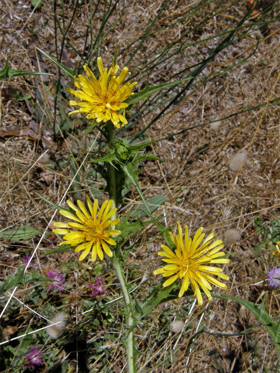 Drahušice drobnokvětá (Scolymus hispanicus L.)