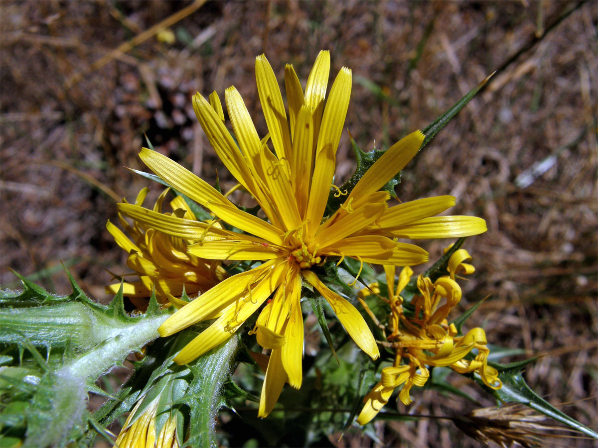 Drahušice drobnokvětá (Scolymus hispanicus L.)