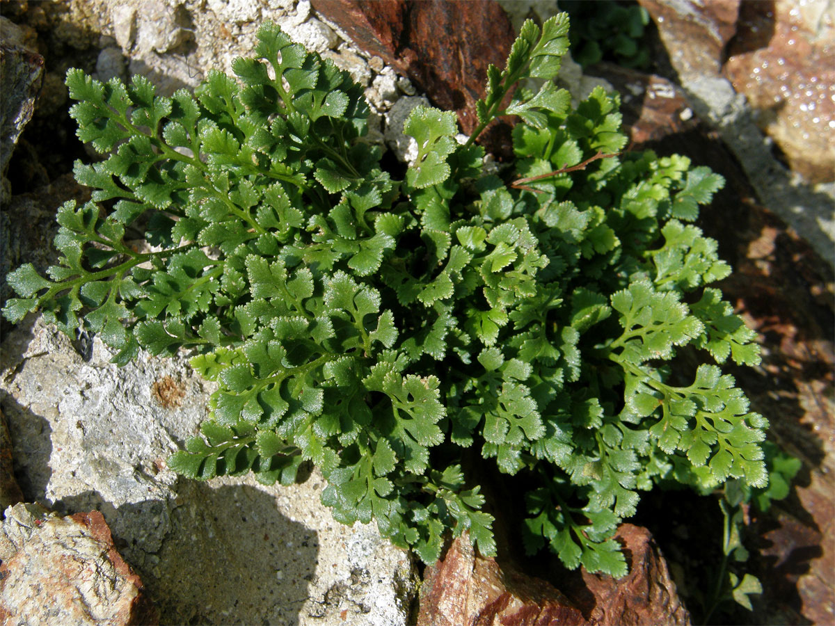 Sleziník routička (Asplenium ruta-muraria L.)