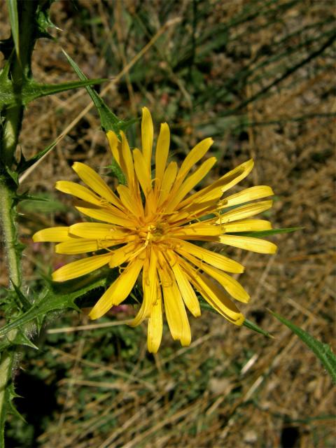 Drahušice drobnokvětá (Scolymus hispanicus L.)