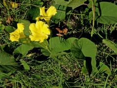 Merremia umbellata (L.) H. Hallier