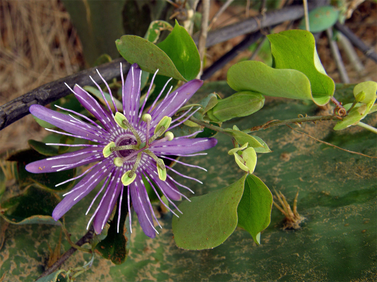 Mučenka (Passiflora x violacea Loiseleur-Deslougschamps)