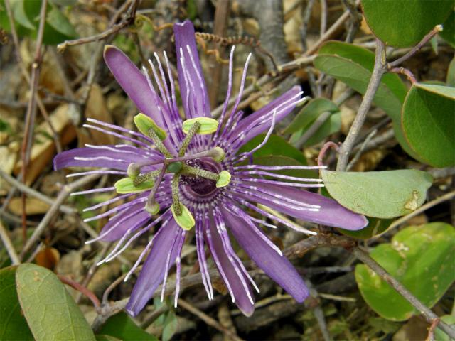 Mučenka (Passiflora x violacea Loiseleur-Deslougschamps)