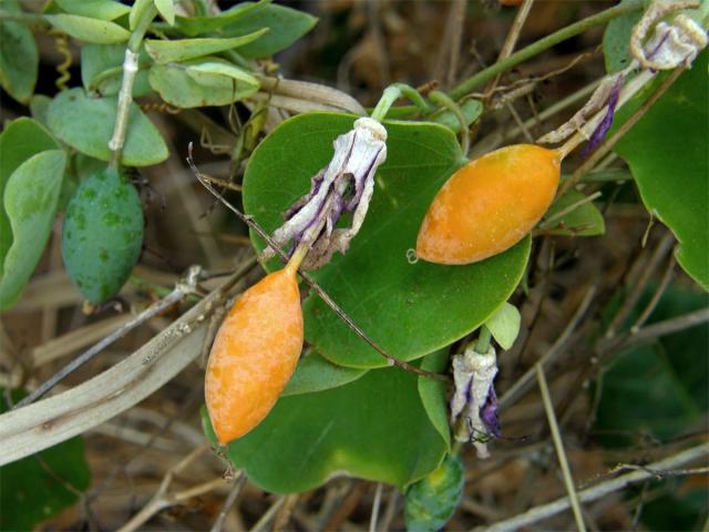 Mučenka (Passiflora x violacea Loiseleur-Deslougschamps)