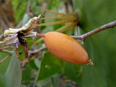 Mučenka (Passiflora x violacea Loiseleur-Deslougschamps)