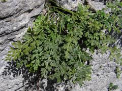 Sleziník routička (Asplenium ruta-muraria L.)