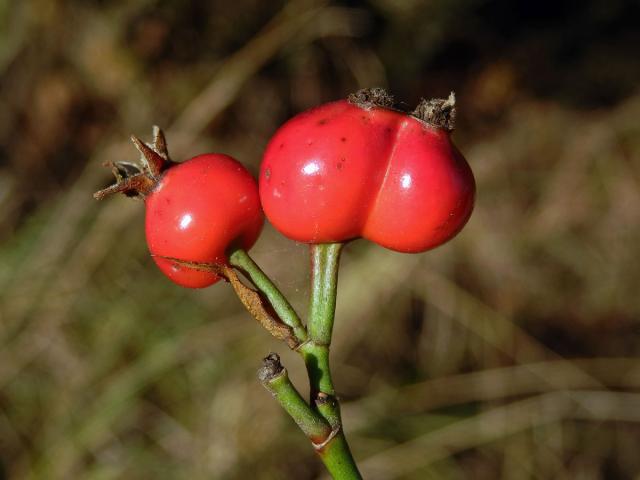 Růže šípková (Rosa canina L.) - zdvojený plod