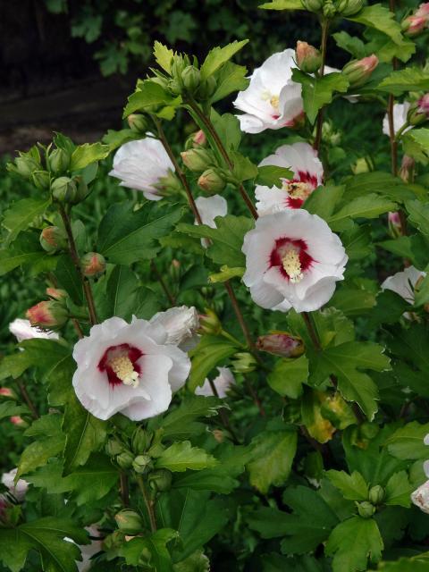 Ibišek syrský (Hibiscus syriacus L.)