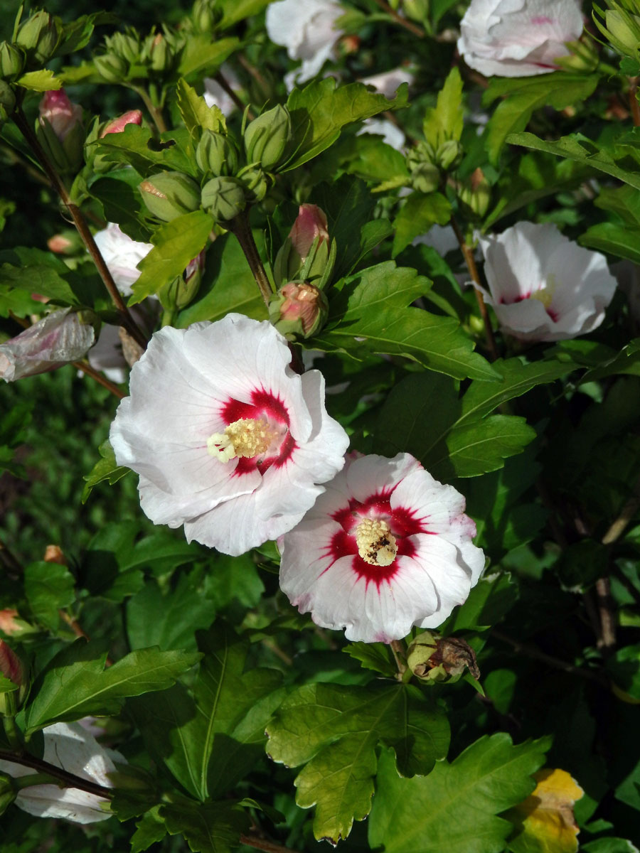 Ibišek syrský (Hibiscus syriacus L.)