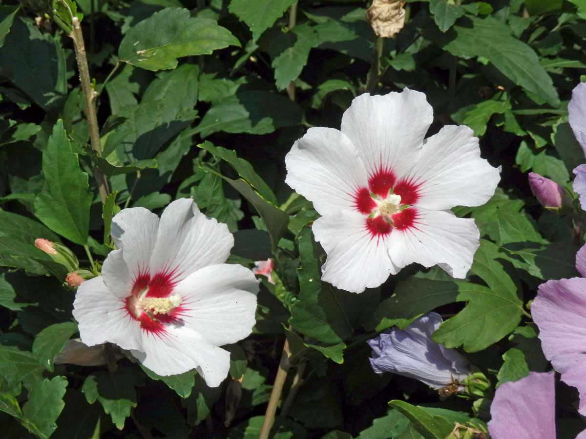 Ibišek syrský (Hibiscus syriacus L.)