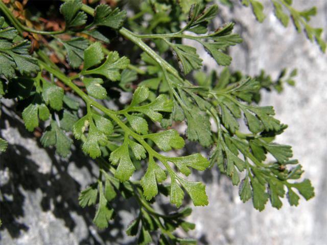 Sleziník routička (Asplenium ruta-muraria L.)