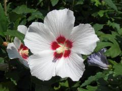 Ibišek syrský (Hibiscus syriacus L.)