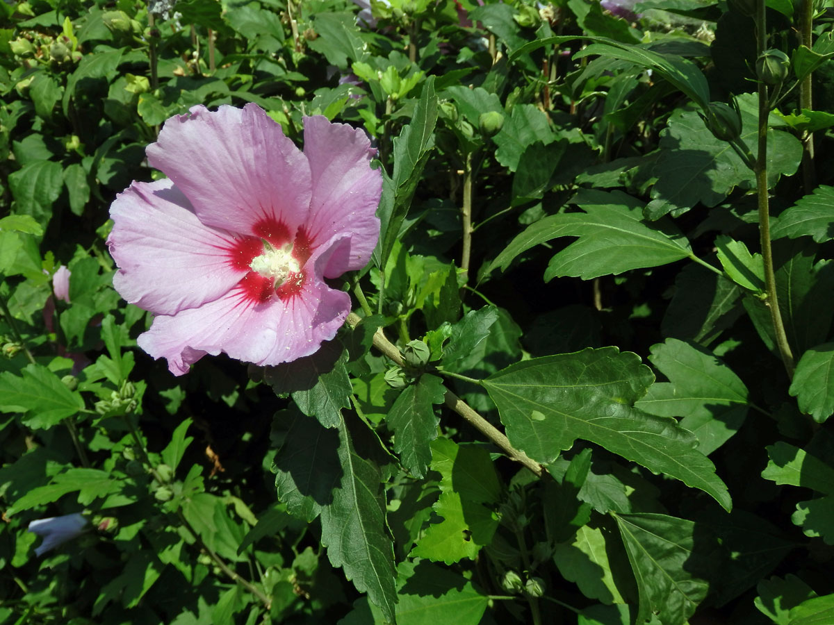 Ibišek syrský (Hibiscus syriacus L.)